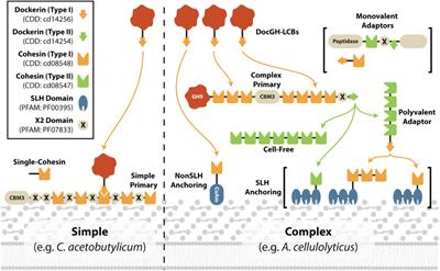 A genomic analysis reveals the diversity of cellulosome displaying bacteria